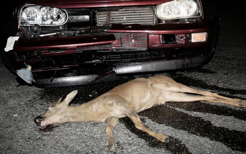 wissen aktuell: Artensterben auf der Straße - Keine Chance für Wildtiere?
