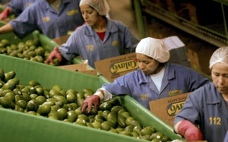 Superfood oder Klimakiller? - Avocados und Blaubeeren aus Südamerika