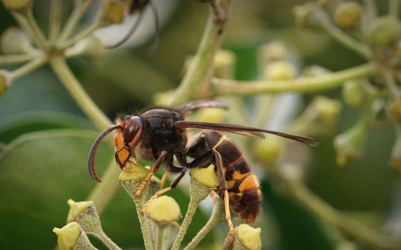 alles wissen - Asiatische Hornisse in Hessen: Gefahr für Honigbienen?