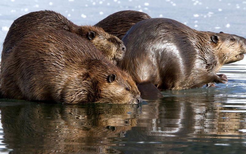 Tierische Superbauten