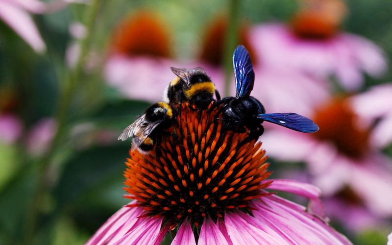 Die Welt der wilden Bienen