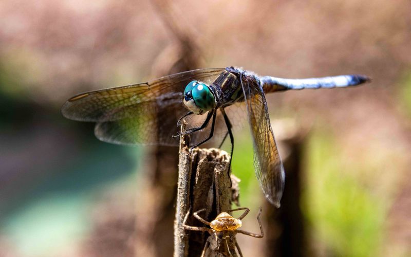 Welt der Insekten - Kleine Wesen ganz groß