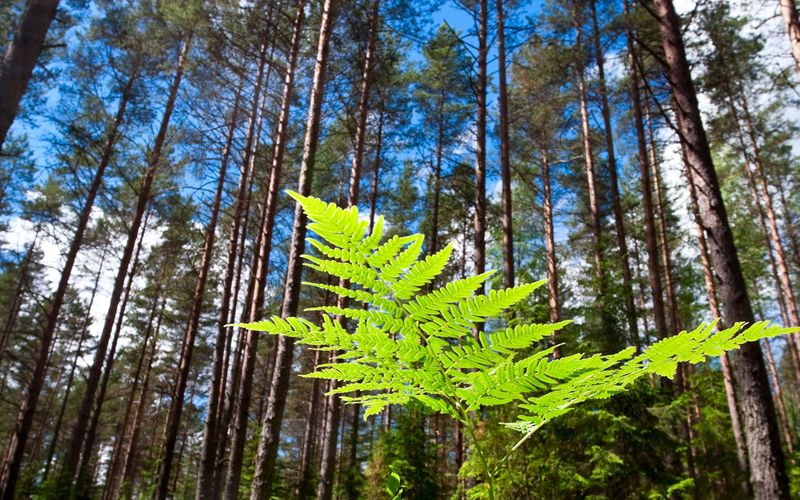 Leben unter Bäumen - Ein Jahr im Wald