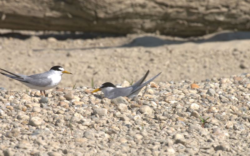 Seevögel in Gefahr- Ratten auf der Hallig