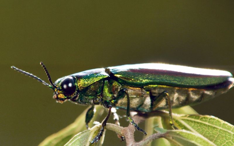 Insekten - Die Meister der Anpassung