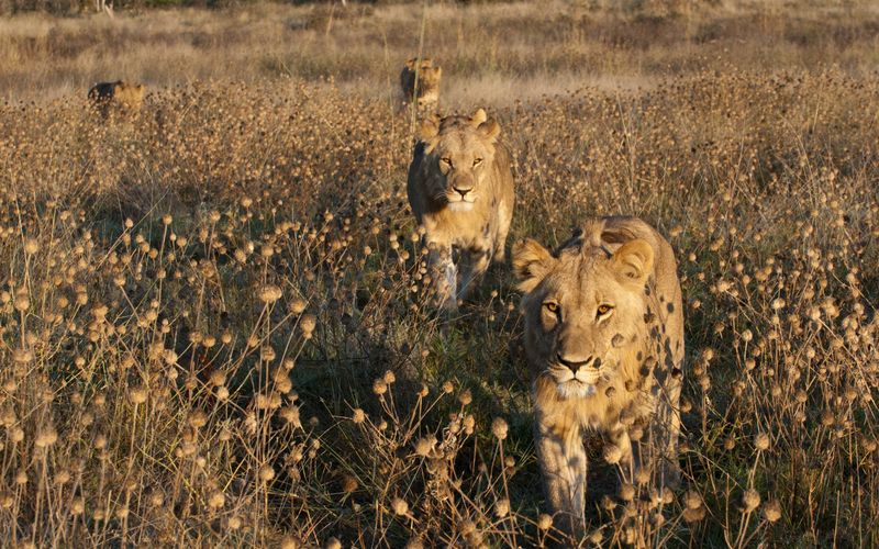 Botswana: Zum Kämpfen geboren