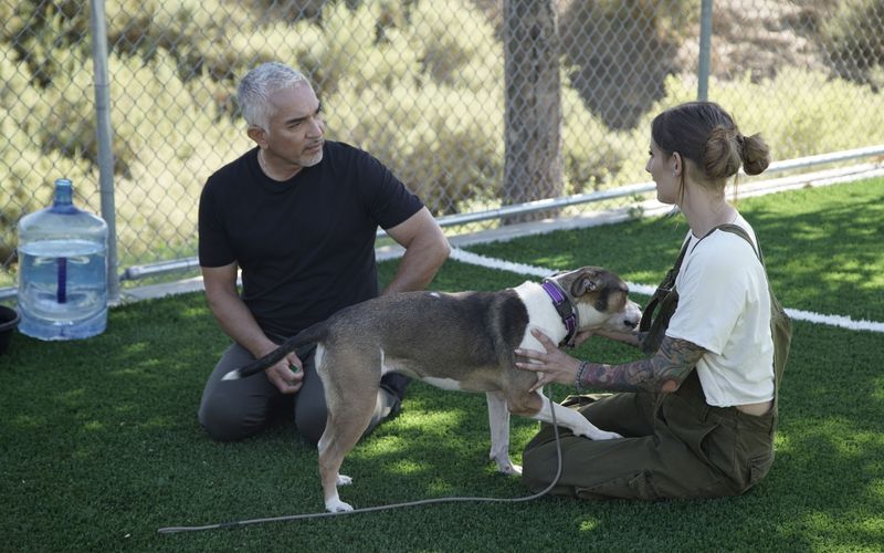 Cesar Millan: Guter Mensch, guter Hund