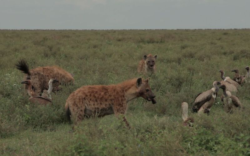 Kampf der Raubkatzen - Löwe gegen Gepard