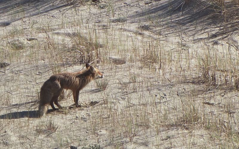 Nationalparks im Baltikum - Litauen: Nationalpark Kurische Nehrung