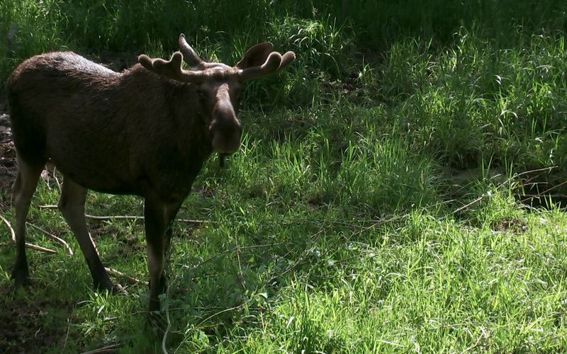 Nationalparks im Baltikum - Lettland: Nationalpark Gauja