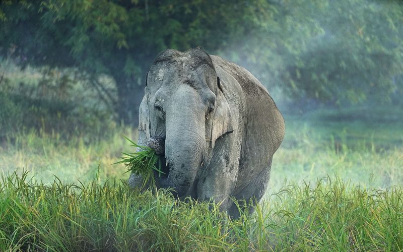 Hati Bondhu, die Elefantenschützer von Assam