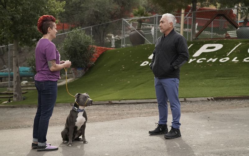 Cesar Millan: Guter Mensch, guter Hund