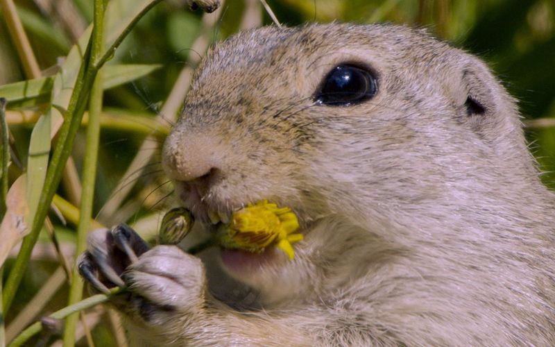 Tierische Heimkehrer - Zurück in der Natur