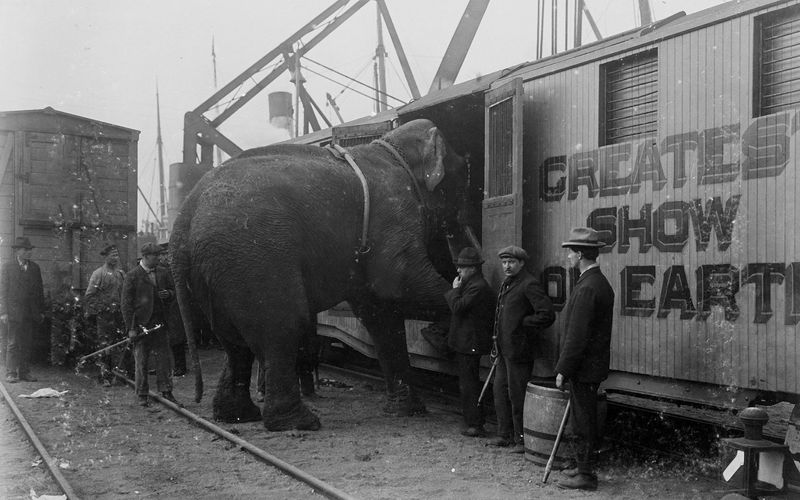 Fritz, der Elefant - Eine tragische Geschichte