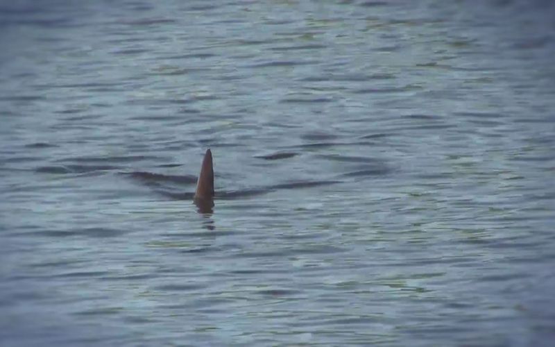 Shark Terror - Verloren auf hoher See - Teil 2