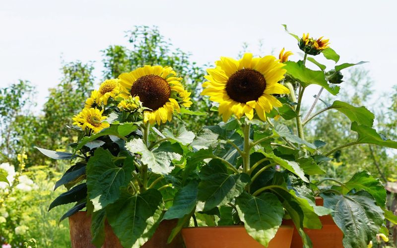 Natur im Garten