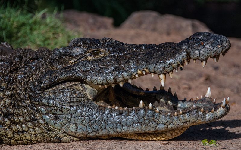 Wildes Sambia - Die Krokodile des Luangwa-Flusses