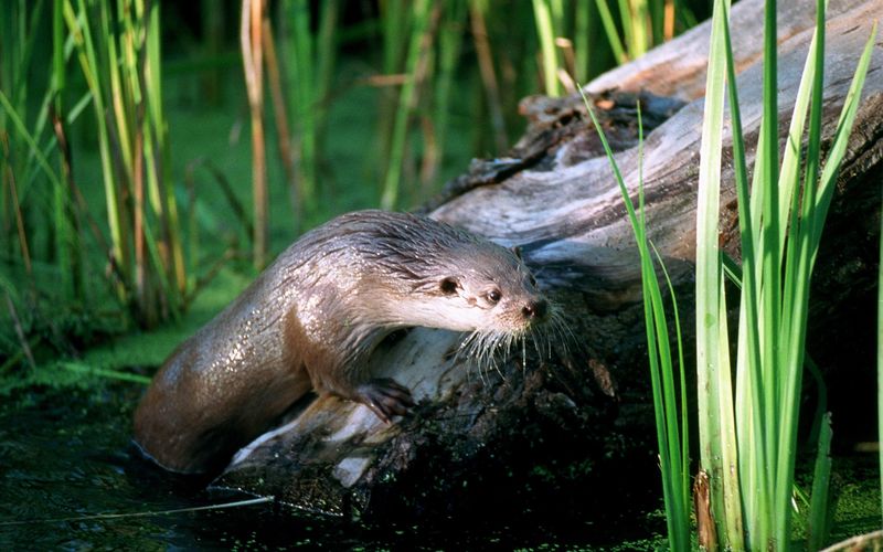 Otter - Die Fischer vom Dienst