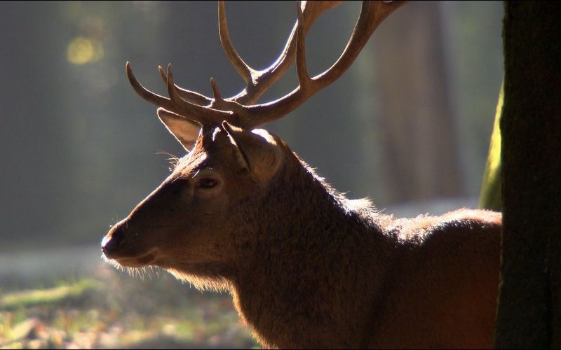 Der Harz - Wildnis im Herzen Europas