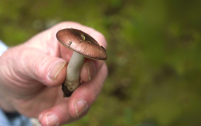 Fantastische Pilze - Die magische Welt zu unseren Füßen