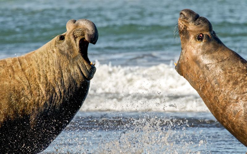 Wildes Patagonien