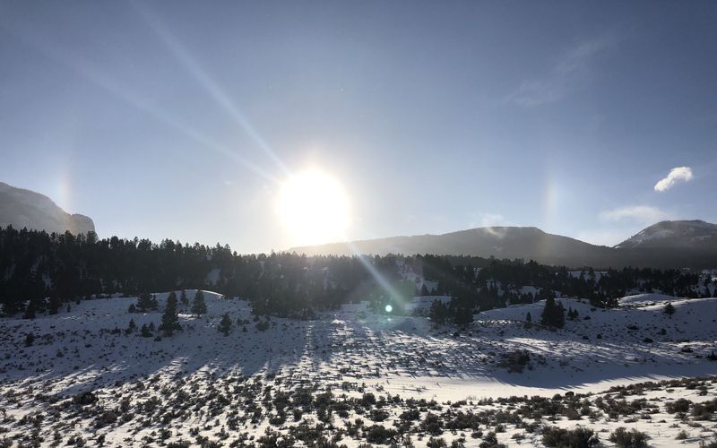 Die Wölfe des Yellowstone: Die nächste Generation