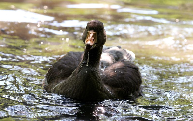 Fluss ohne Grenzen - Auenwildnis an der March