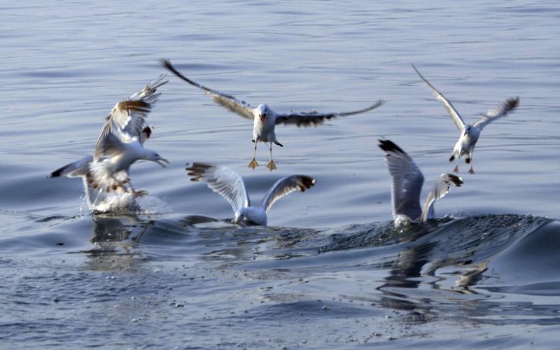 Bodensee - Wildnis am großen Wasser