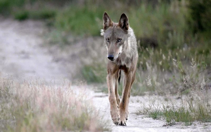 Wilde Wanderer - Tiere auf Tour