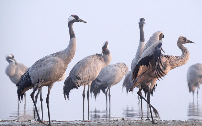 Der Graue Kranich - Auf den Schwingen eines Riesen