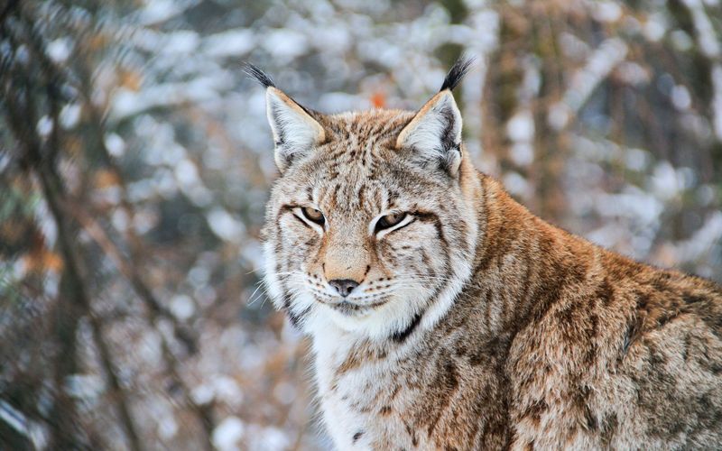 Die Rückkehr der Raubtiere - Wolf, Luchs und Bär auf dem Vormarsch