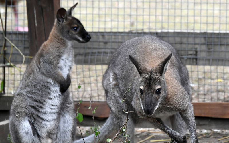 Taronga Zoo Hautnah