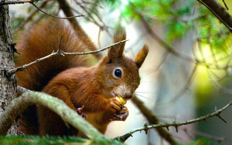 Unsere Eichhörnchen