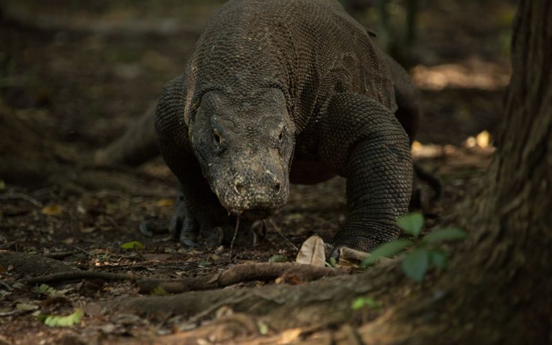 Ein Tag im Leben eines Komodowarans