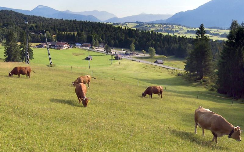 Alpenrinder - Die Grauen und die Roten