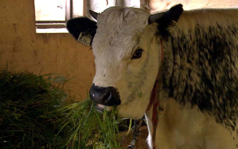 Alpenrinder - Von Sprinzen und Jochberger Hummeln