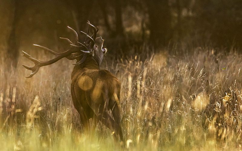 Der Hirsch - Stolzer König des Waldes