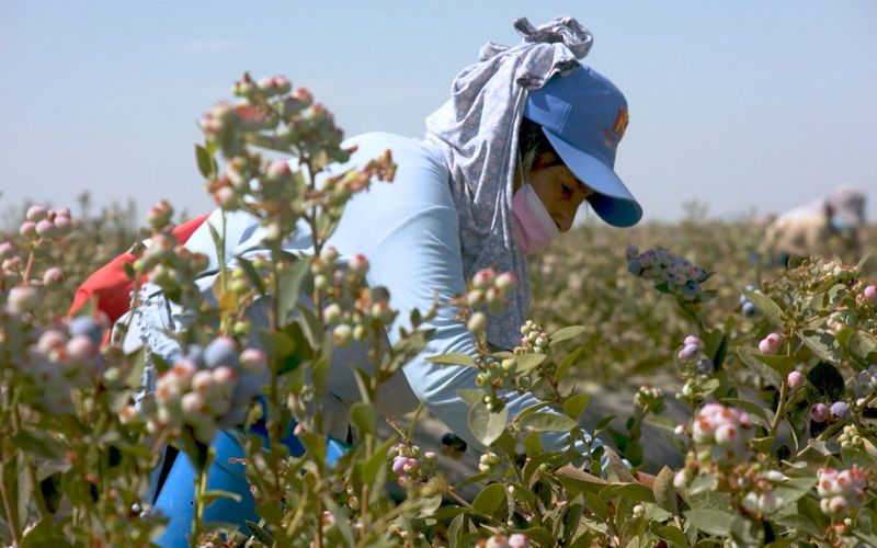 Beeren aus dem Ausland importiert: Süße Früchte - bittere Wahrheiten