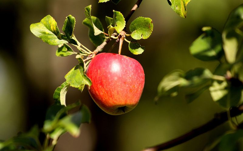 Die Streuobstwiese - Herbst und Winter