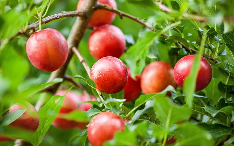 freizeit - Schmidt Max und das exotische Obst - aus Bayern