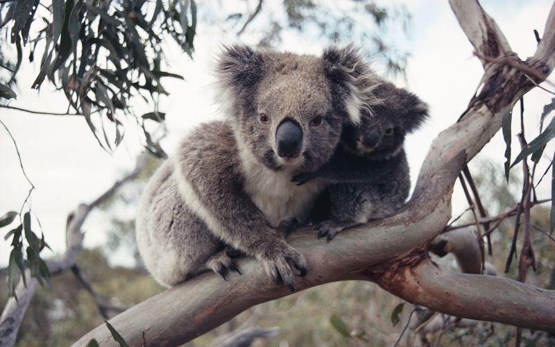 Koalas - Teddybären im Eukalyptuswald