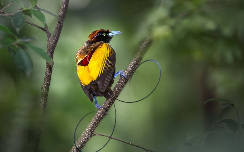 Tierische Überflieger