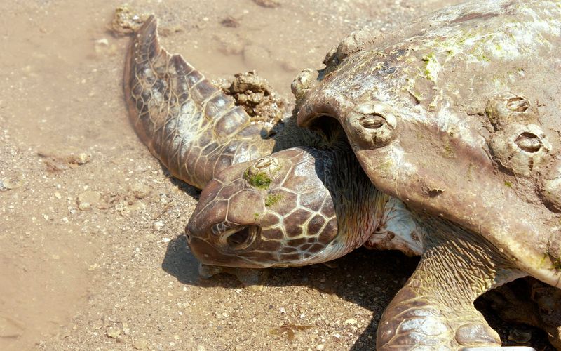 Geheimakte Wildnis