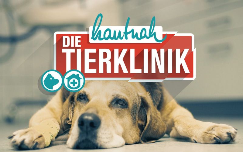 Hautnah: Die Tierklinik