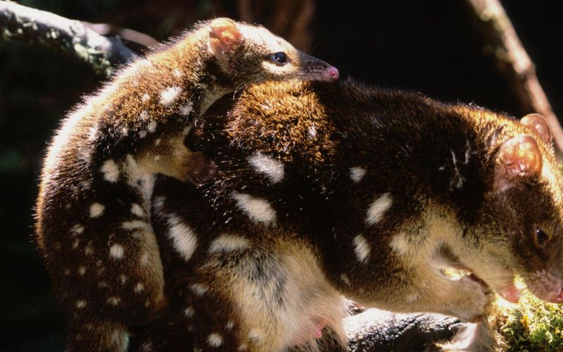 Tierbabys ganz groß