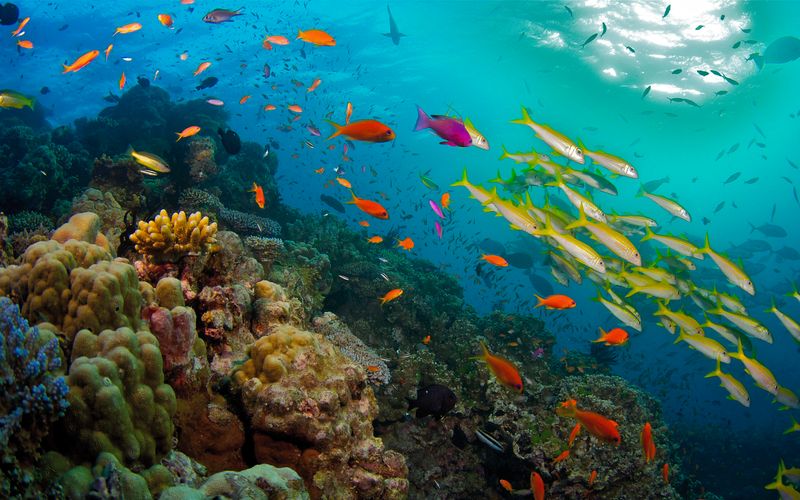 David Attenboroughs Great Barrier Reef