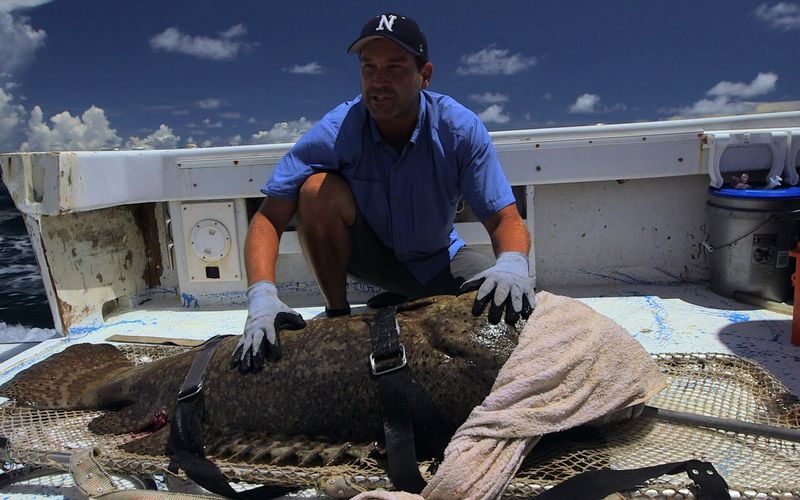 Auf der Suche nach dem Monsterfisch