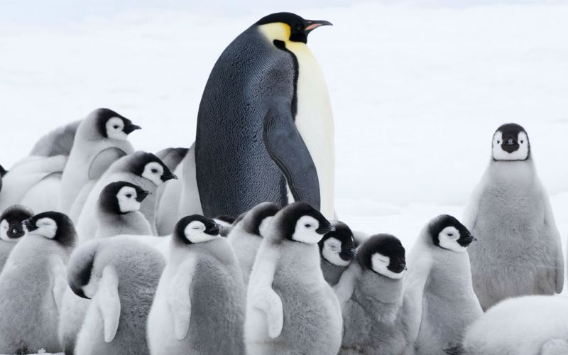 Die Reise der Pinguine 2