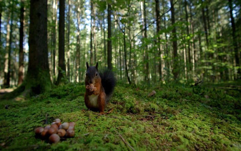 Unsere Wälder