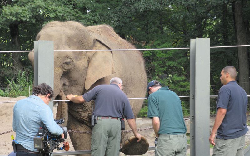 Bronx Zoo - Tierpark der Superlative